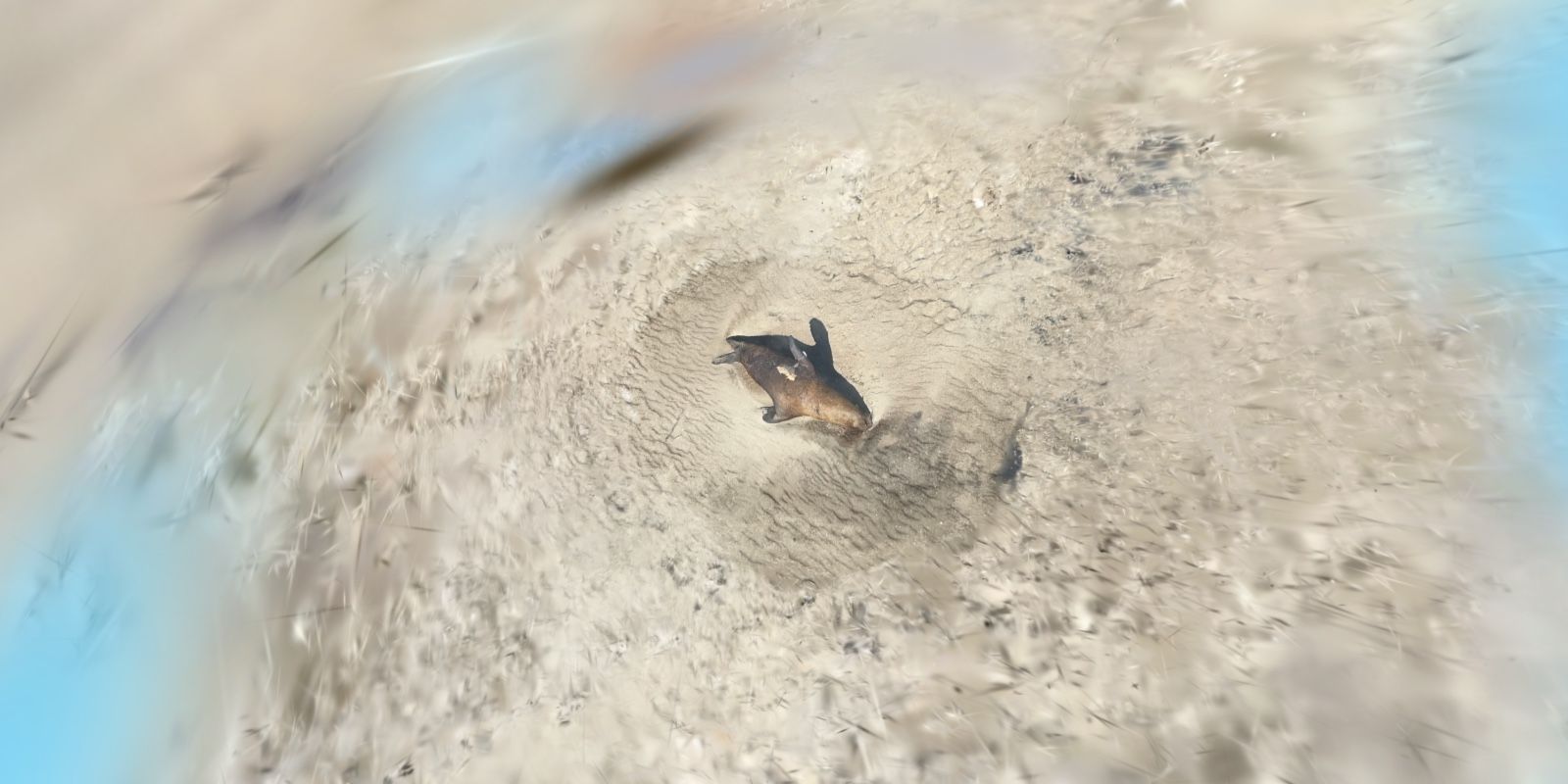 Real Life Pokemon