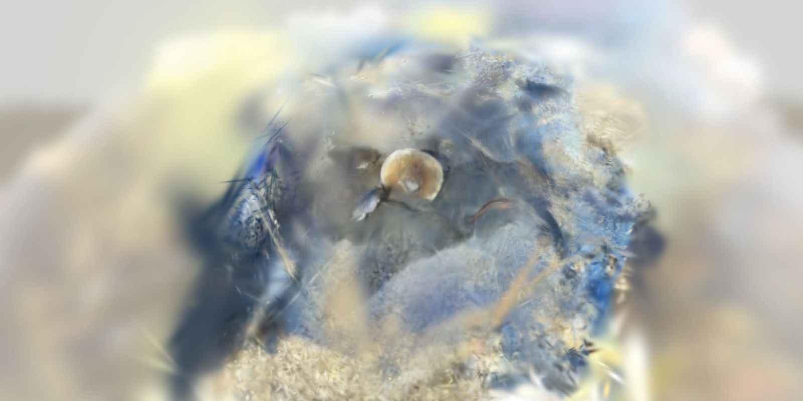 Beach Finds