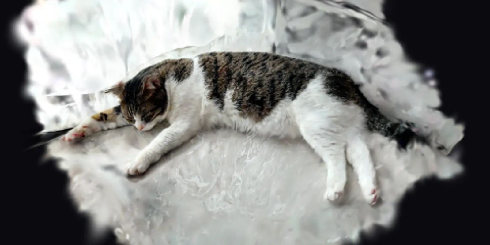 My Cat