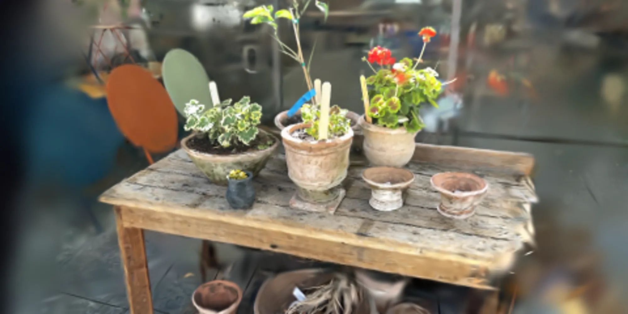 green plants