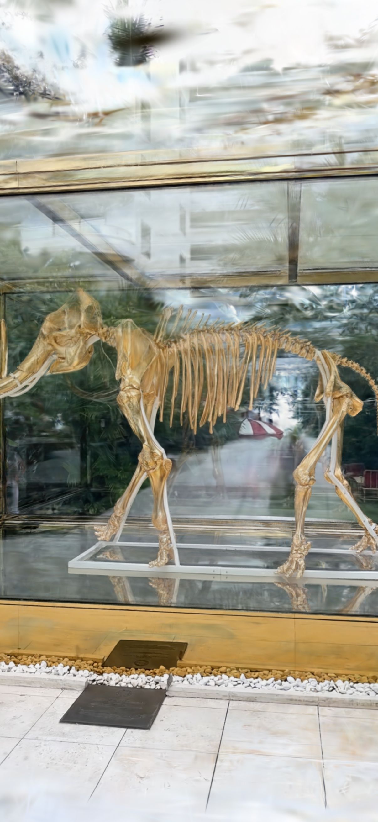Golden Wooly Mammoth